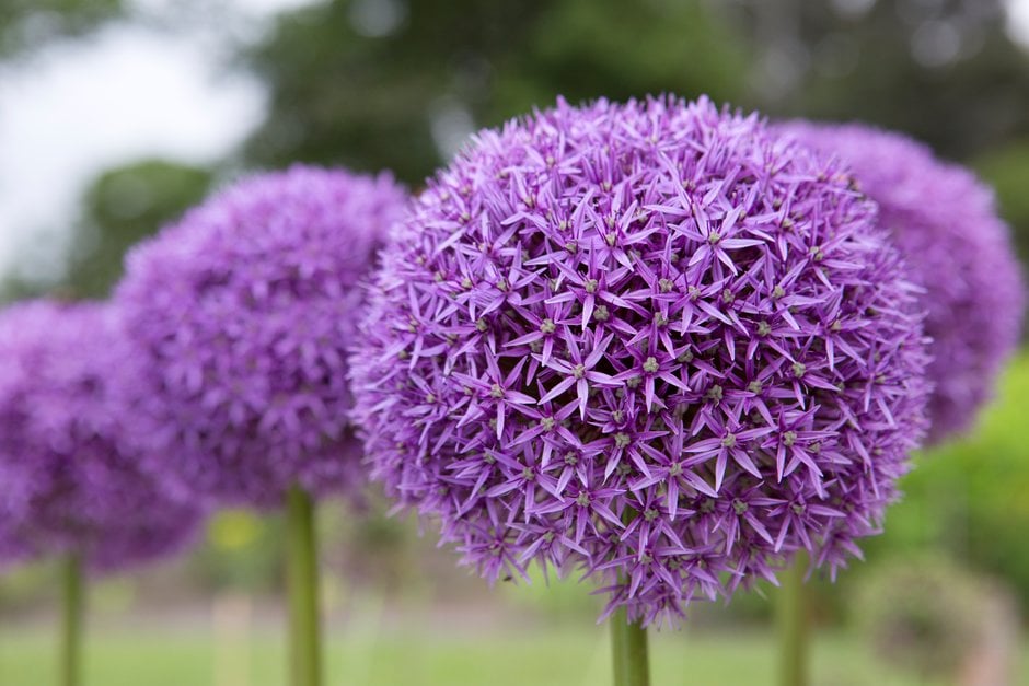allium 'Globemaster'