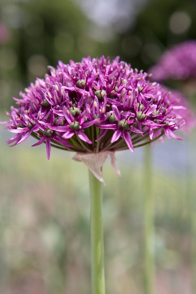 allium 'Mercurius'