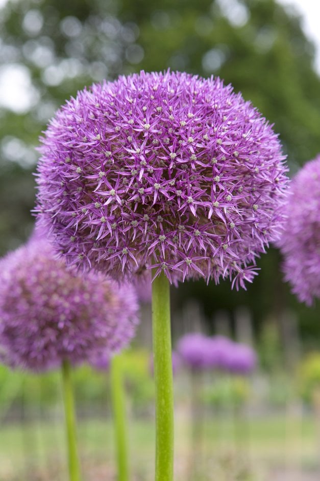 allium 'Pinball Wizard'
