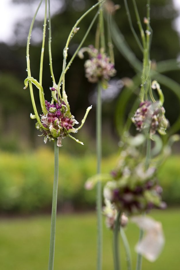 allium 'Bizar'