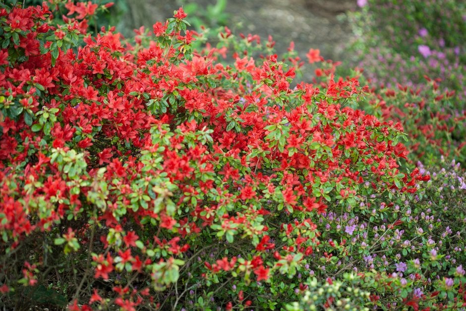 rhododendron 'Addy Wery'