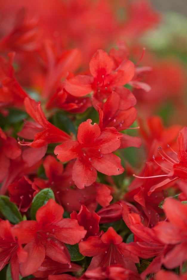 rhododendron 'Addy Wery'