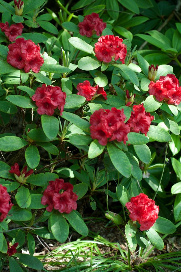 rhododendron 'Dopey'