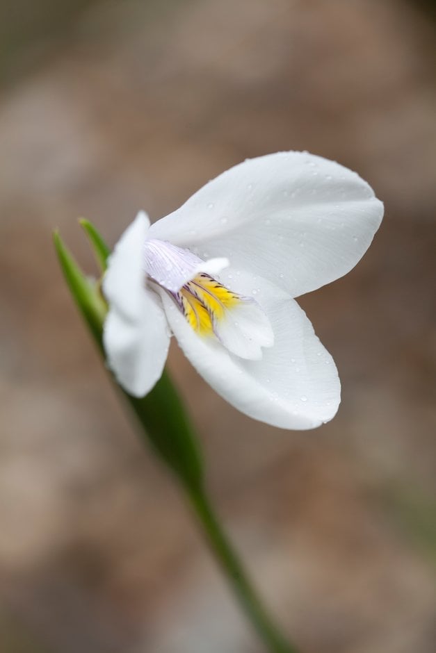 western flag iris