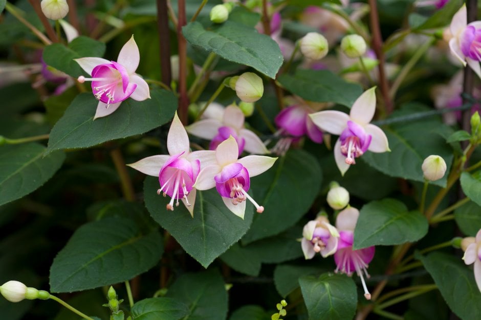 fuchsia 'Bon Accorde'