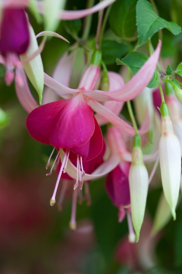 fuchsia 'Cascade'