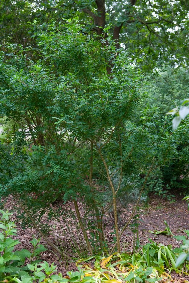 salt tree