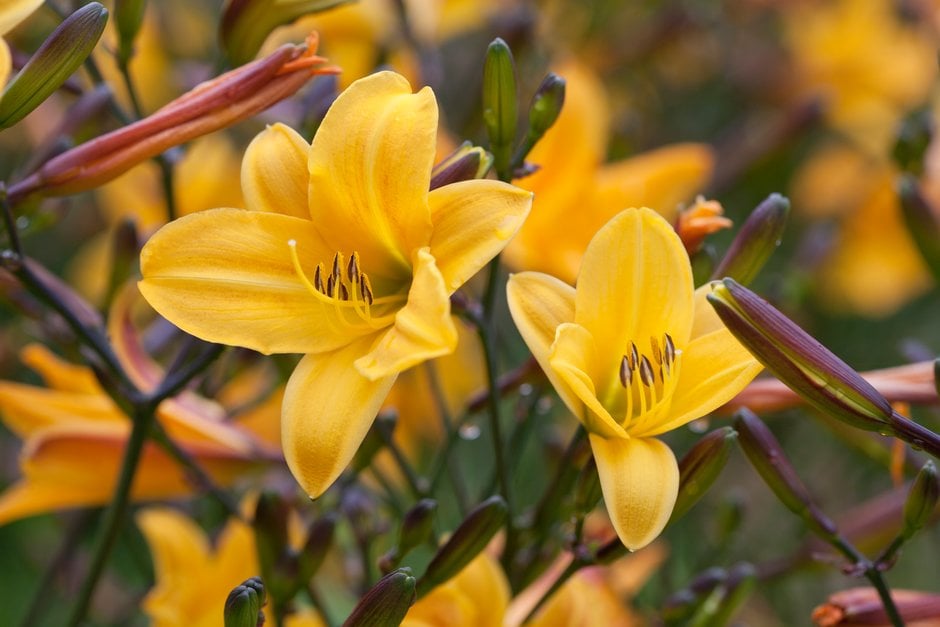 daylily 'Golden Chimes'