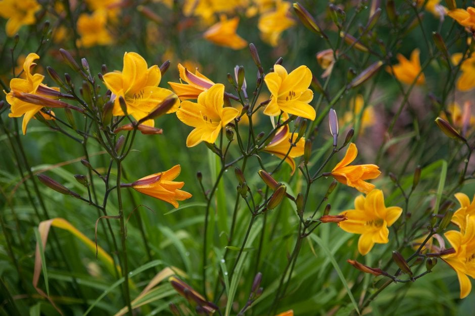 daylily 'Golden Chimes'