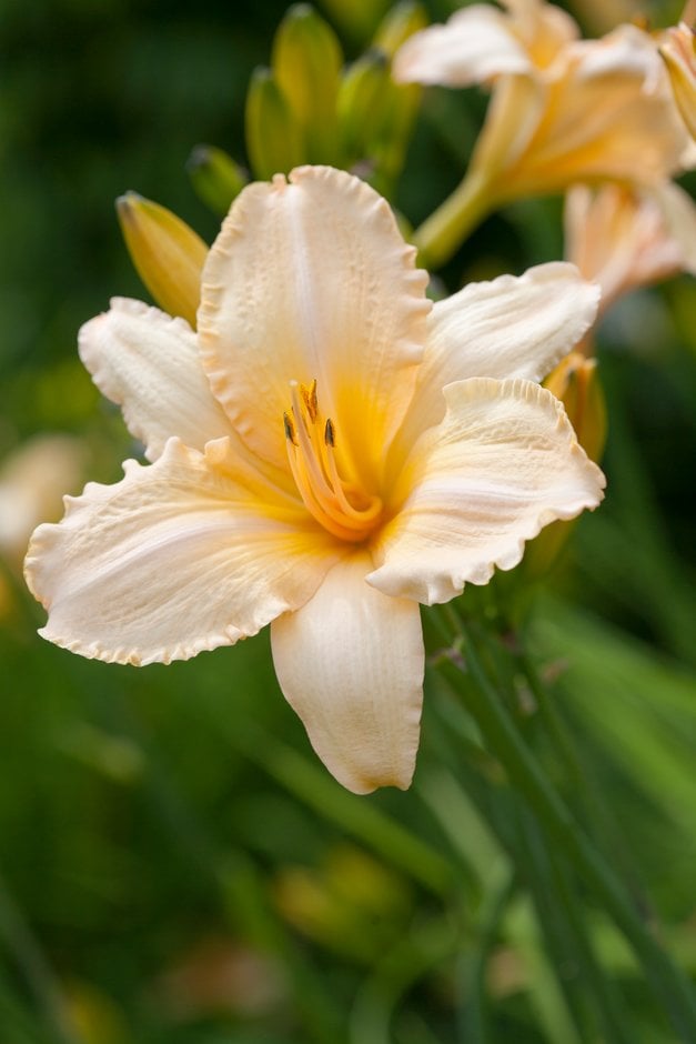 daylily 'Helle Berlinerin'