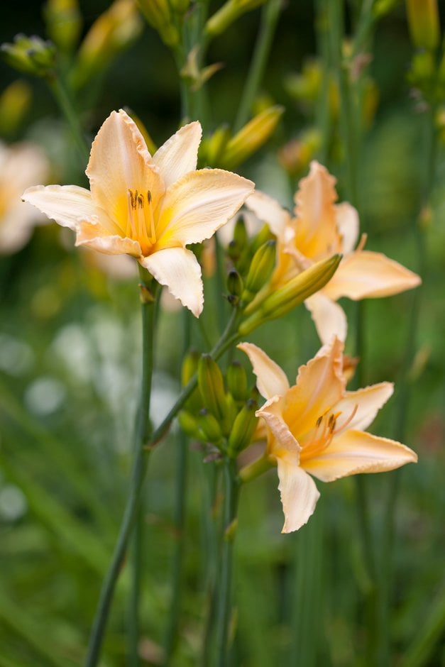 daylily 'Helle Berlinerin'