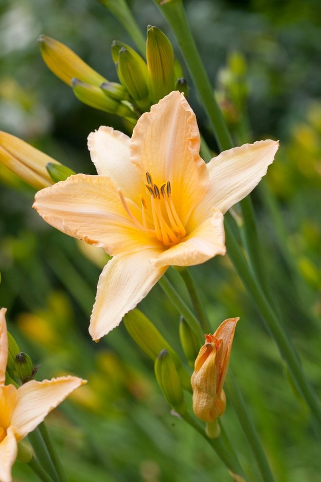 daylily 'Helle Berlinerin'