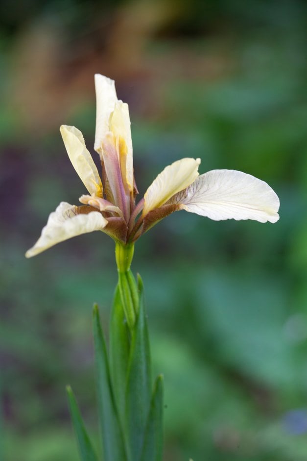 stinking iris