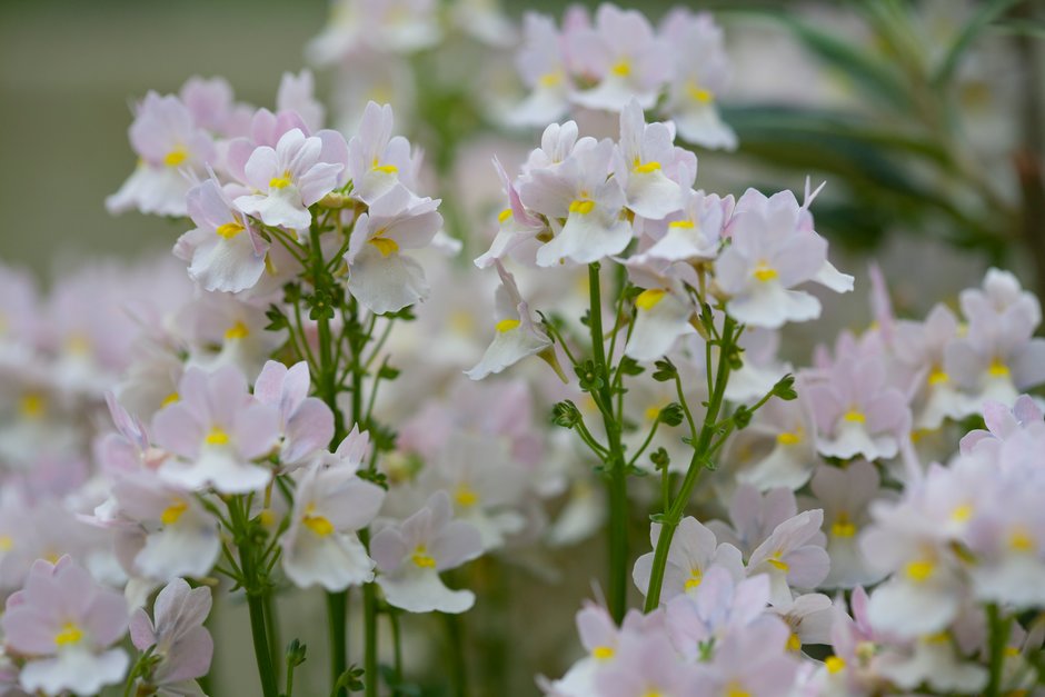 Nemesia &Wisley Vanilla& | nemesia &Wisley Vanilla& Herbaceous