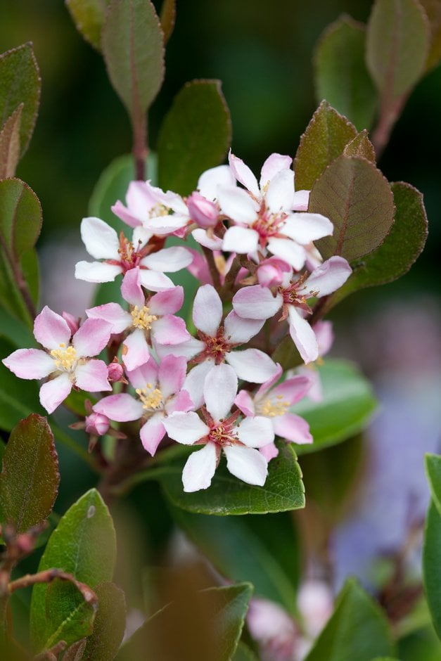 Indian hawthorn [Enchantress]