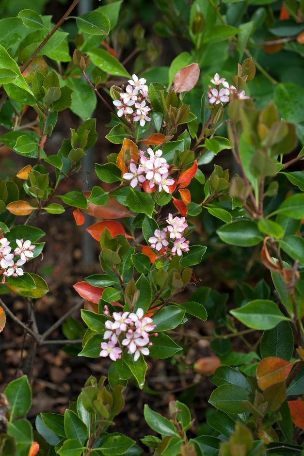Indian hawthorn [Enchantress]