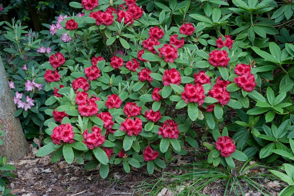 rhododendron 'Dopey'