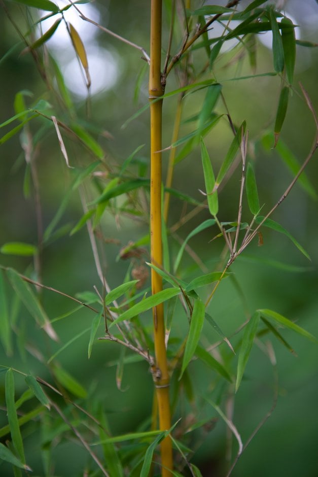 thamnocalamus 'Merlyn'