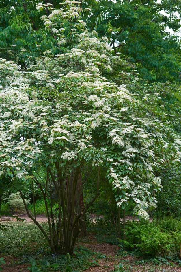 birchleaf viburnum