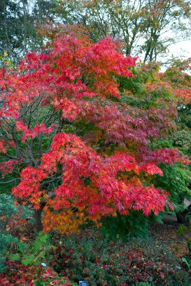 grey snake-bark maple 'Albolimbatum'