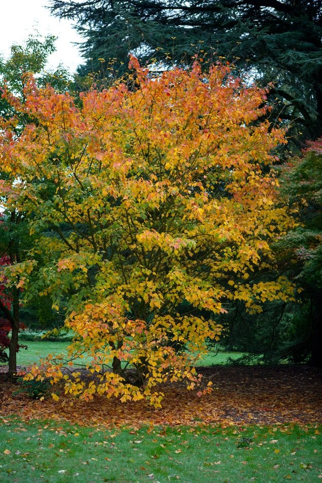 grey snake-bark maple 'Albolimbatum'