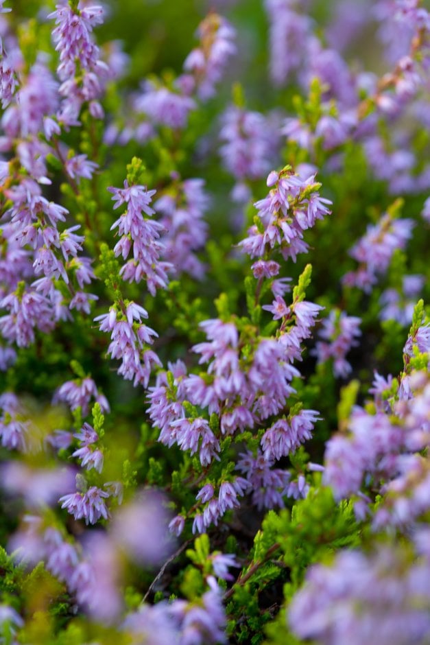 heather 'Blazeaway'