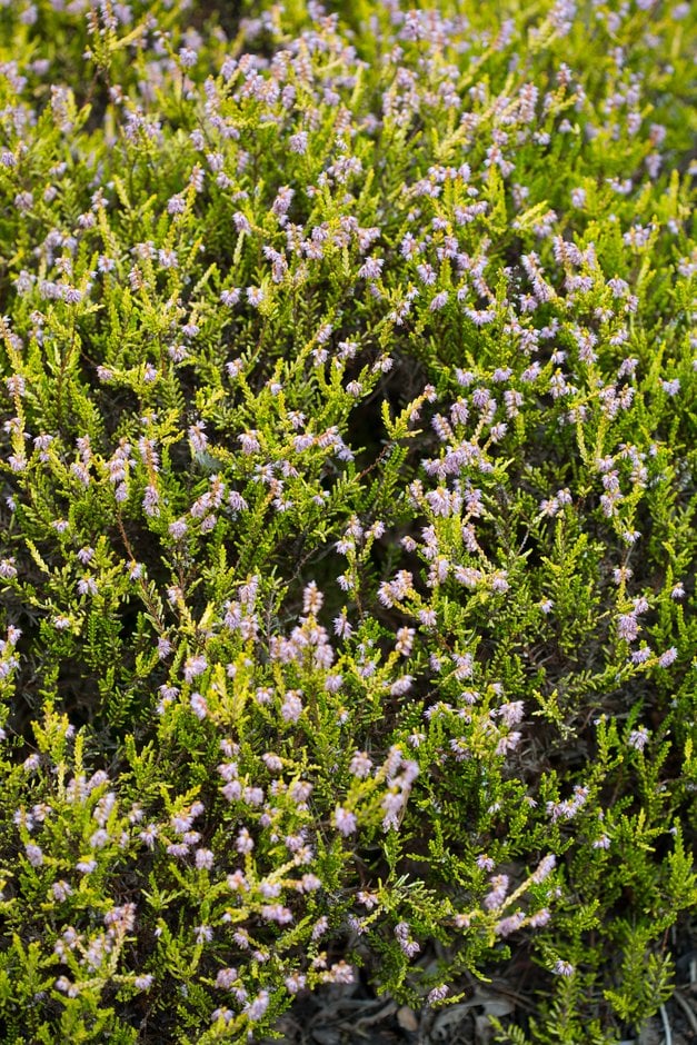 heather 'Joy Vanstone'