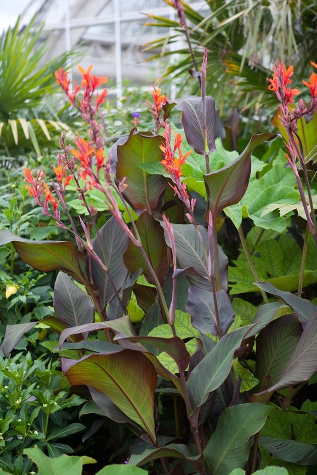 canna 'Purpurea'