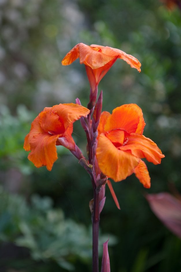 canna 'Phasion'