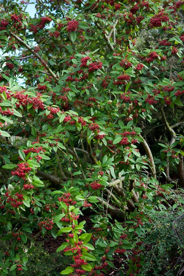 cotoneaster 'Saint Monica'