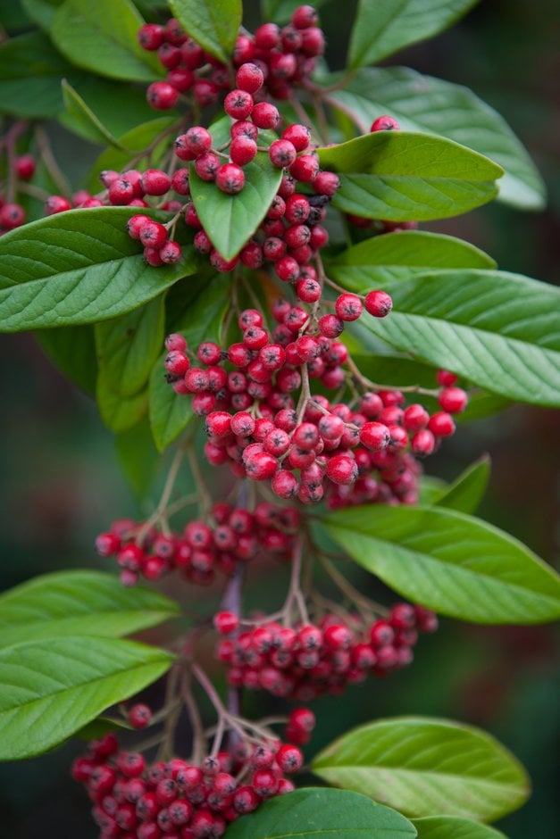 cotoneaster 'Saint Monica'