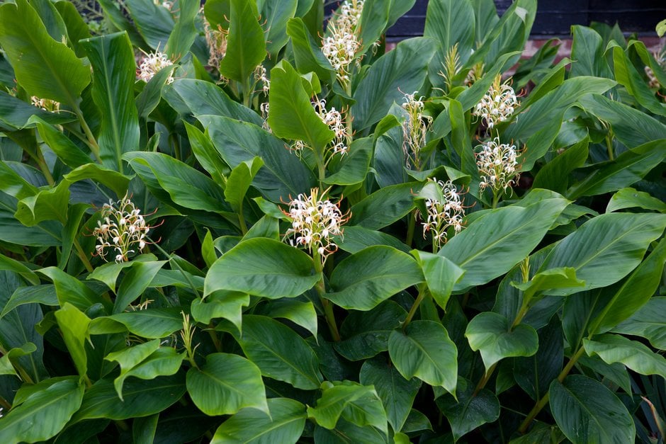 Yunnan ginger lily