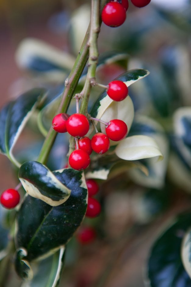 holly 'Silver van Tol'