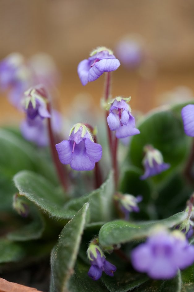 silky petrocosmea