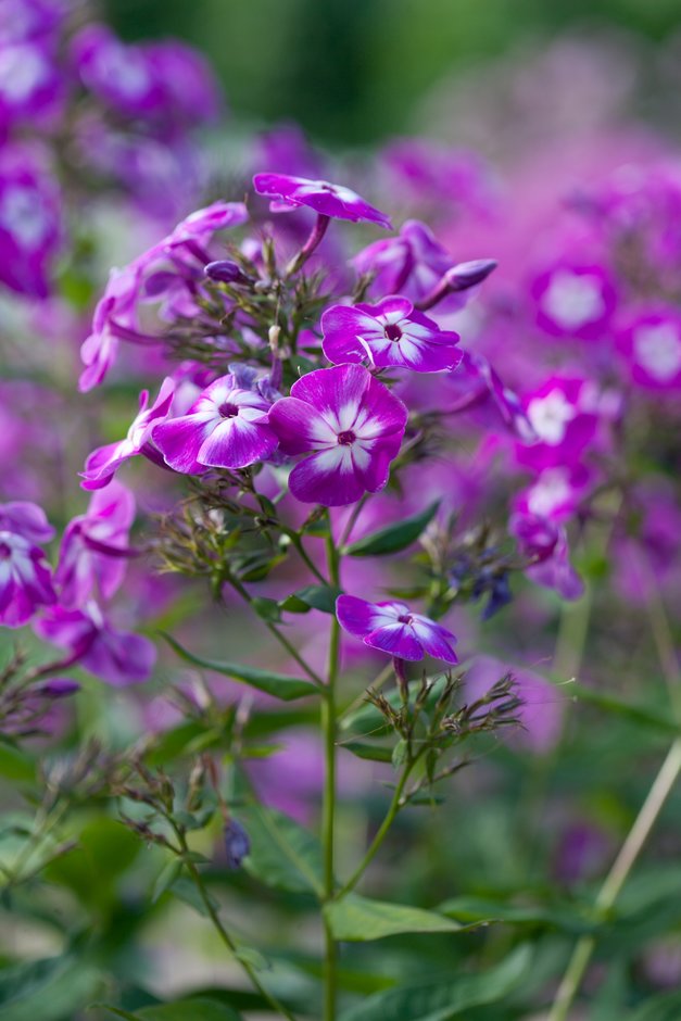 perennial phlox 'Wilhelm Kesselring'