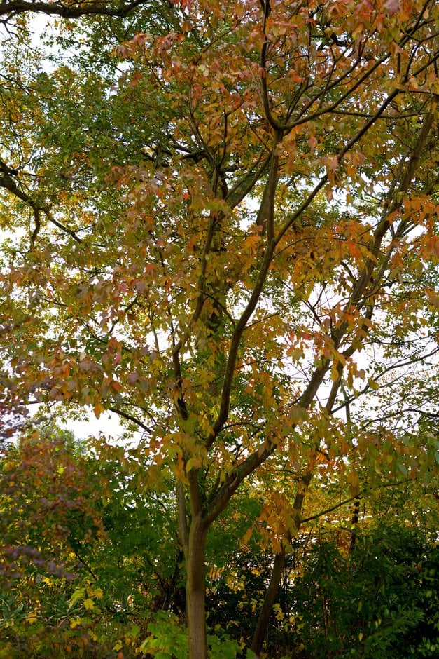 Potanin's sumac