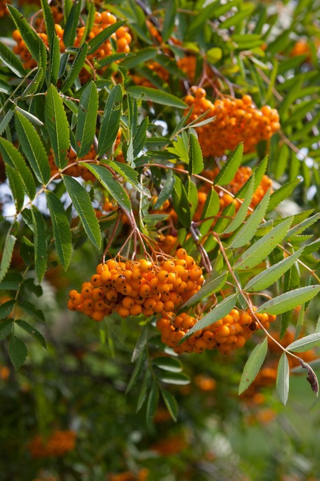mountain ash 'Birgitta'