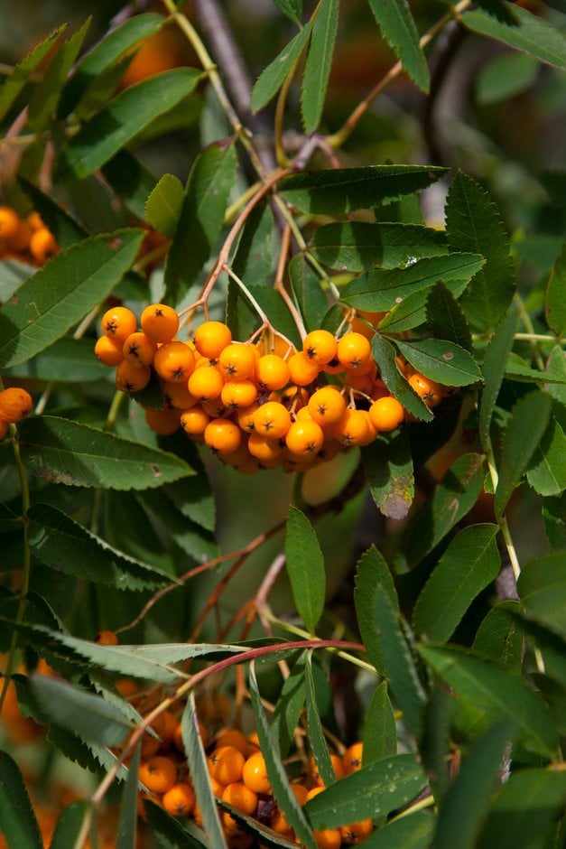 mountain ash 'Birgitta'