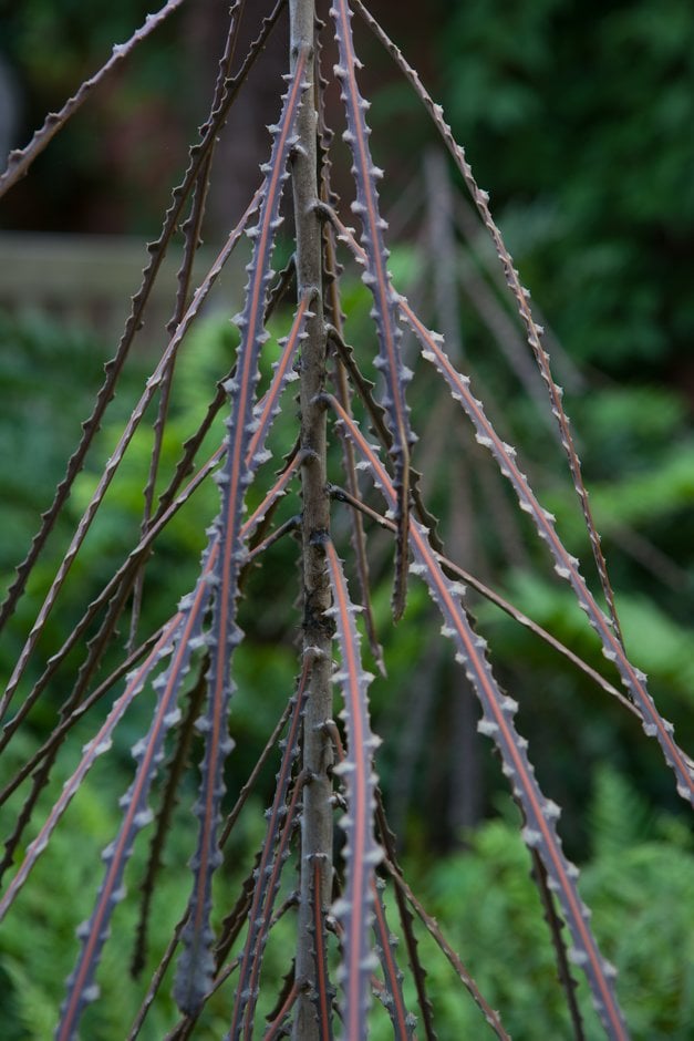 toothed lancewood