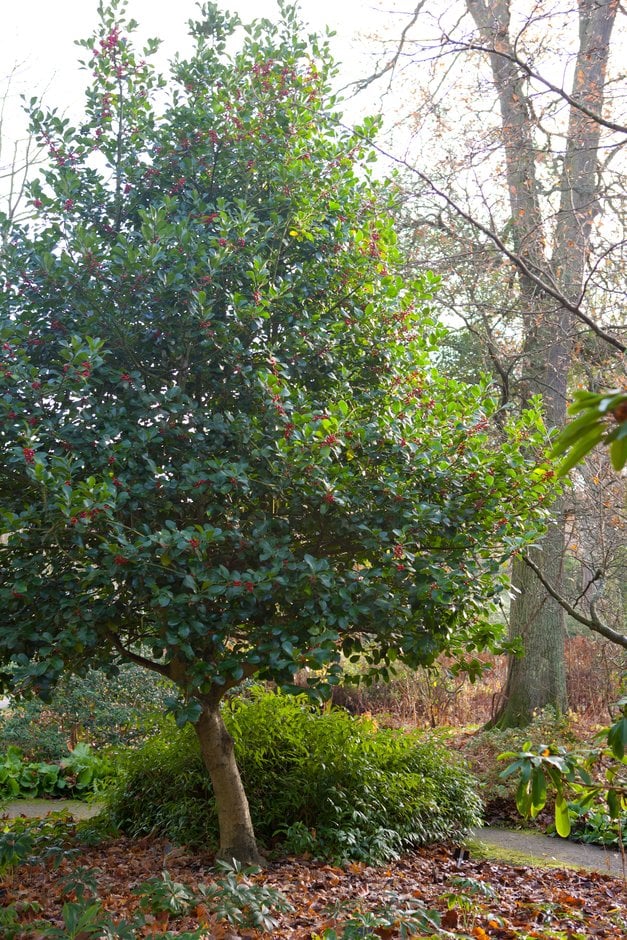 holly 'Wilsonii'