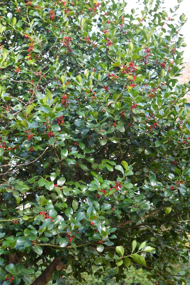 holly 'Wilsonii'
