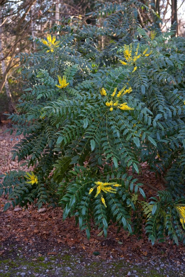 Oregon grape 'Underway'