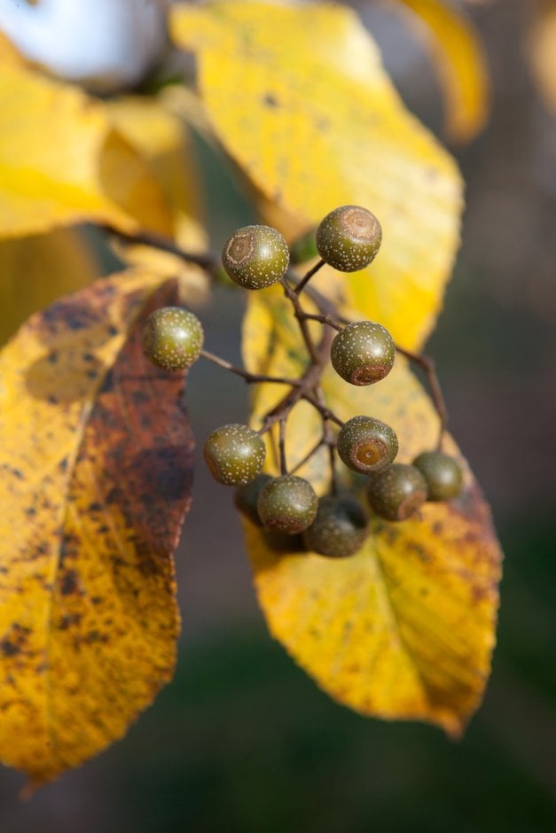 beautifully veined mountain ash
