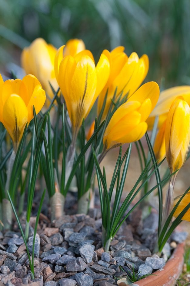 crocus 'Golden Yellow'