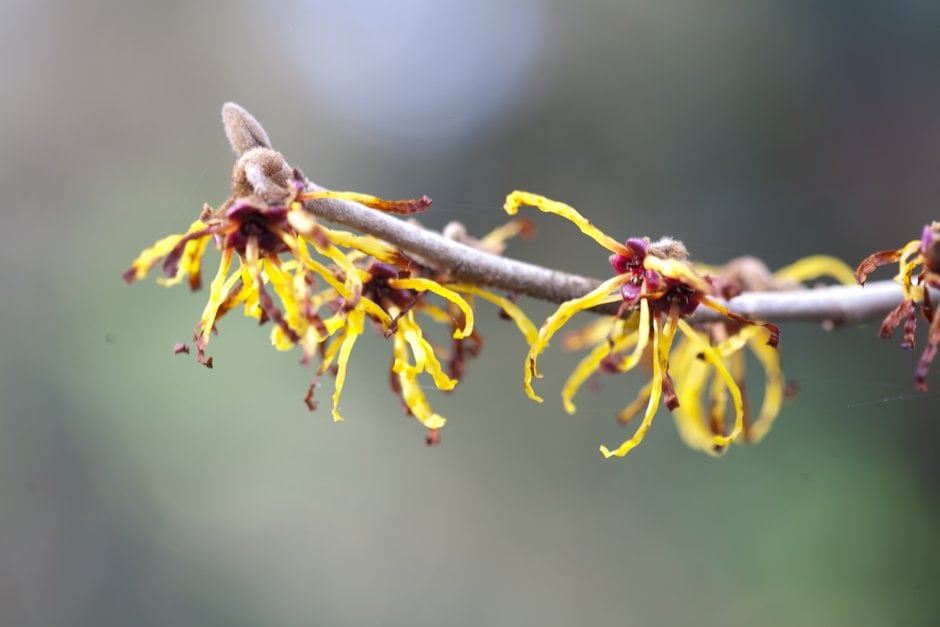 witch hazel 'Coombe Wood'