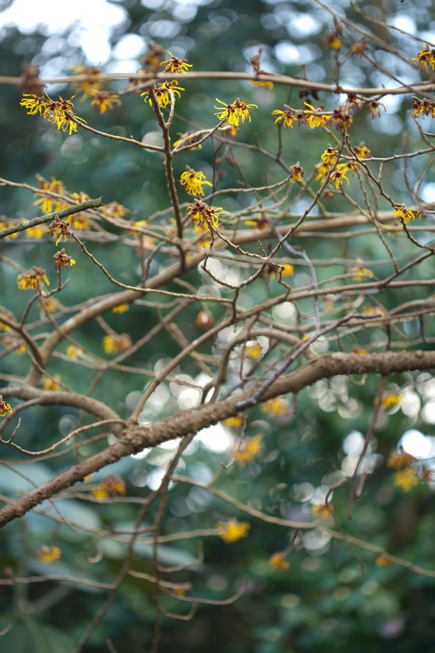 witch hazel 'Coombe Wood'