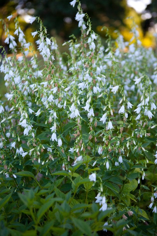 yellowish-white bellflower
