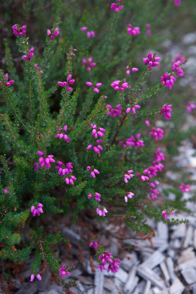 bell heather 'Rosy Chimes'