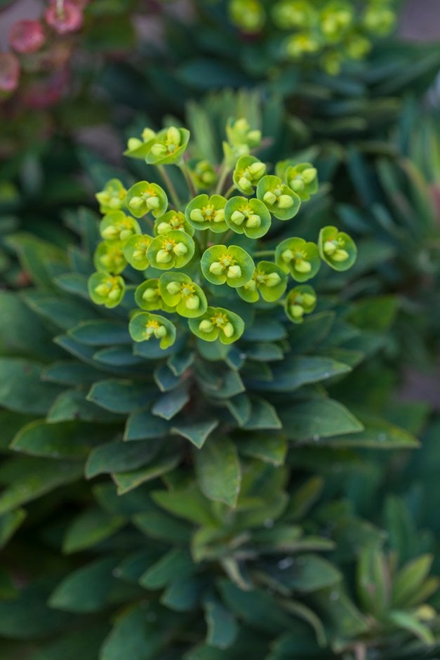 spurge [Redwing]