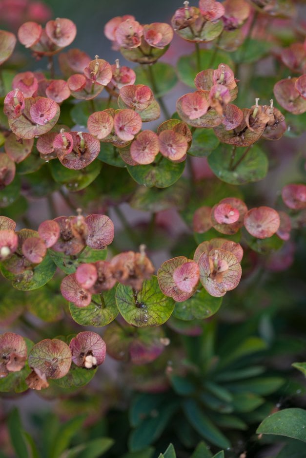 spurge [Redwing]